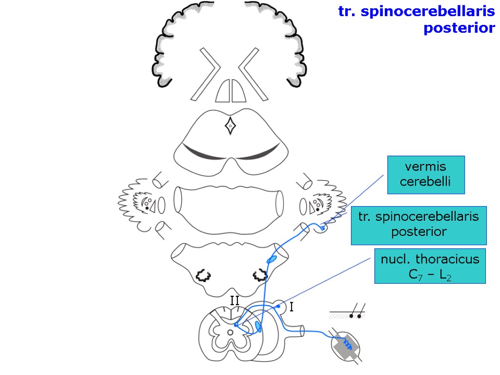 nucl. thoracicus С7 – L2 I II vermis cerebelli tr. spinocerebellaris posterior tr. spinocerebellaris